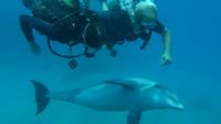Yoga Reise und Delphine tauchen, schnorcheln mit Business Yoga